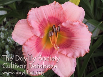 Daylily Pink Cotton Candy